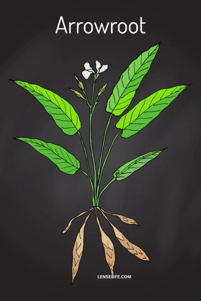 Arrowroot Powder illustration with roots
